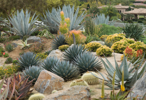 Taman Kaktus dan Sukulen yang Beragam